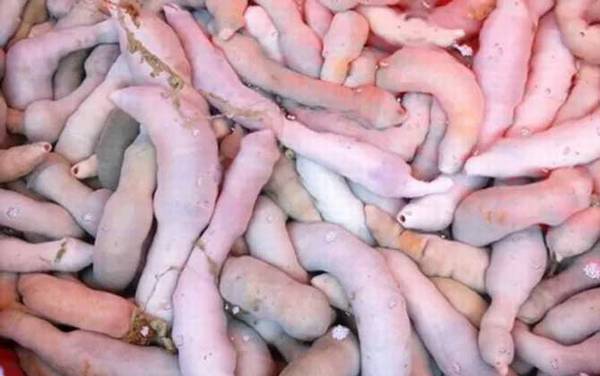 海肠是什么动物?