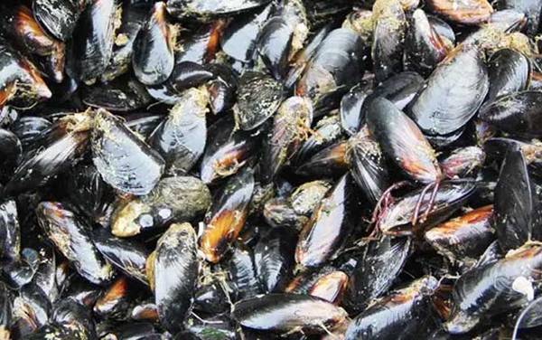 海虹是什么动物?