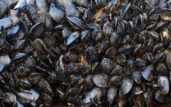 海虹是什么动物?