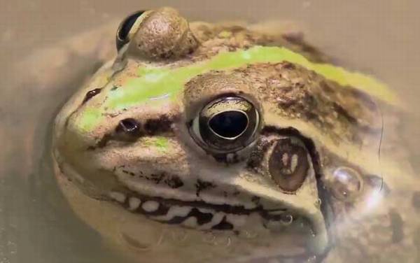 黑斑侧褶蛙是什么蛙?