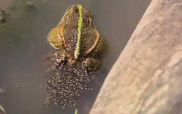 黑斑侧褶蛙是什么蛙?