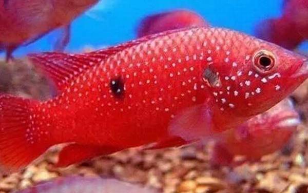 红宝石鱼是什么鱼?