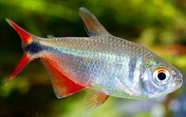 红十字鱼是什么鱼?