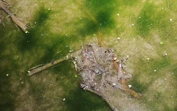 山黄鳝是什么动物?