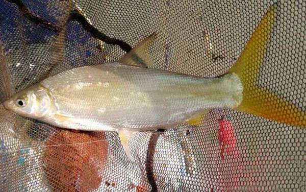 黄尾鱼学名叫什么?