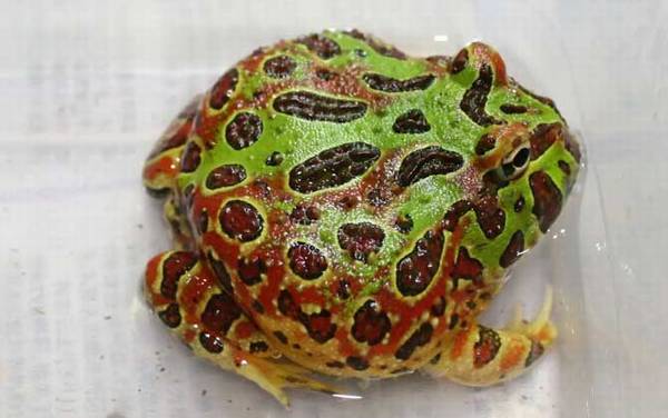 蝴蝶角蛙是什么动物?