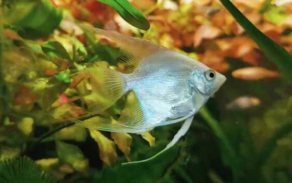 天使鱼是什么鱼?