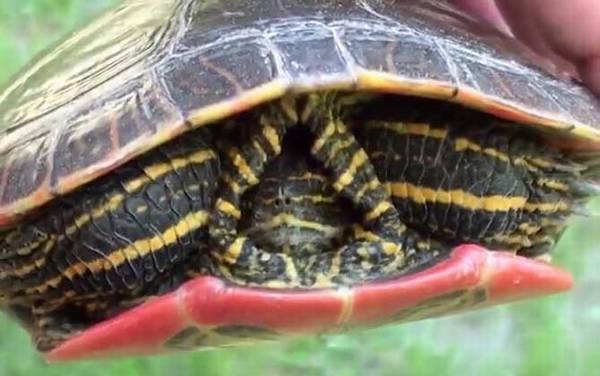 西部锦龟是什么龟?