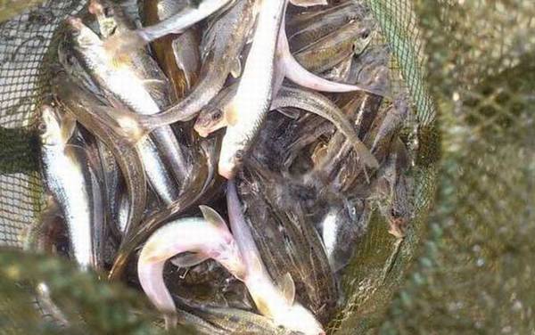 船钉子是什么鱼?