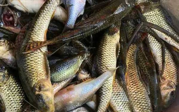 船钉子是什么鱼?