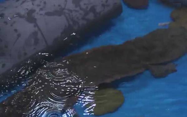 娃娃鱼产地在哪里?