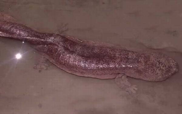 娃娃鱼产地在哪里?