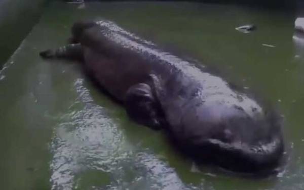 娃娃鱼种苗价格多少钱一条?