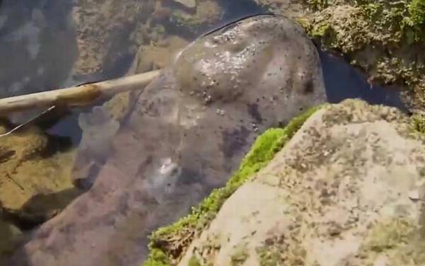 大鲵和娃娃鱼是不是同一种东西?