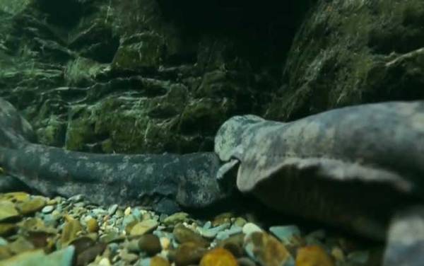 大鲵和娃娃鱼是不是同一种东西?