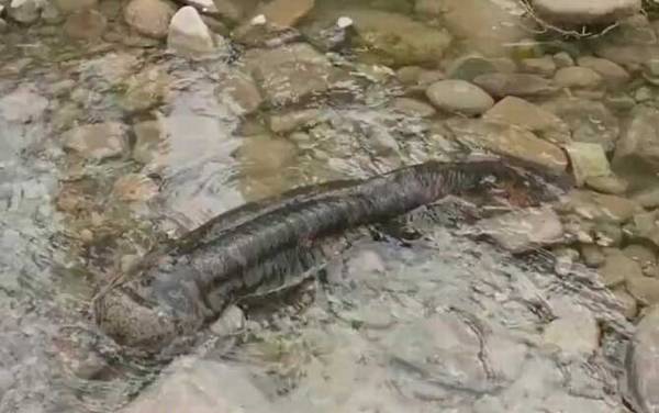 大鲵和娃娃鱼是不是同一种东西?