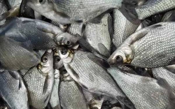 武昌鱼是什么鱼?