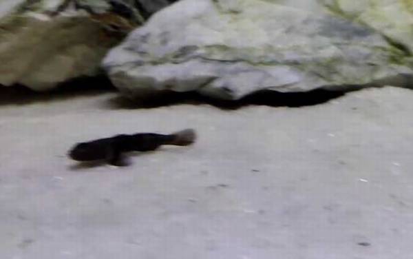 虾虎鱼是什么鱼?