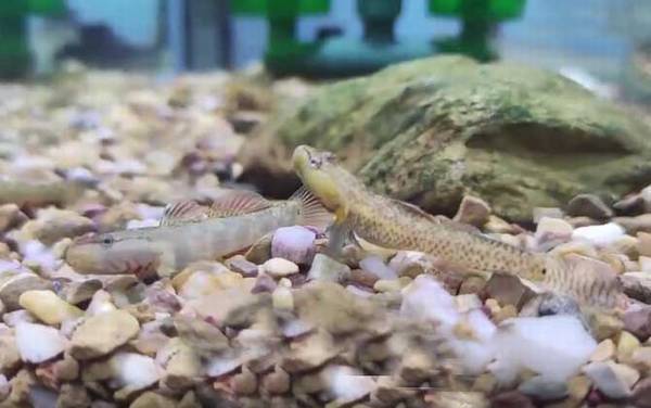 虾虎鱼是什么鱼?