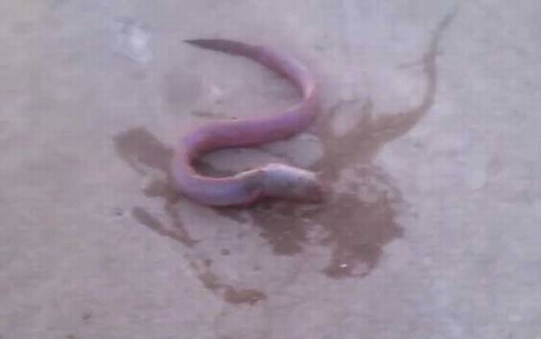 狼牙虾虎鱼是什么鱼?