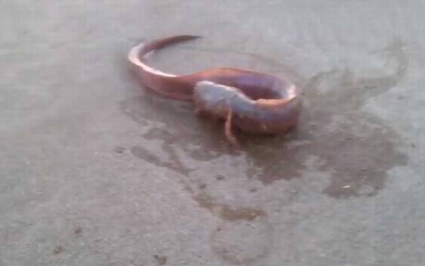 狼牙虾虎鱼是什么鱼?