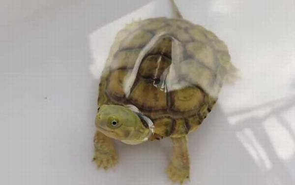 黄喉拟水龟是什么龟?