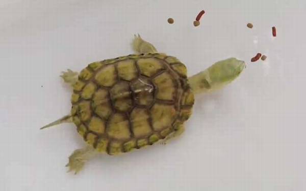 黄喉拟水龟是什么龟?