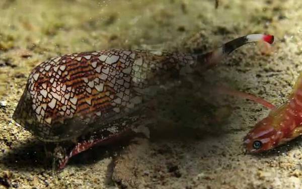 鸡心螺是什么螺?