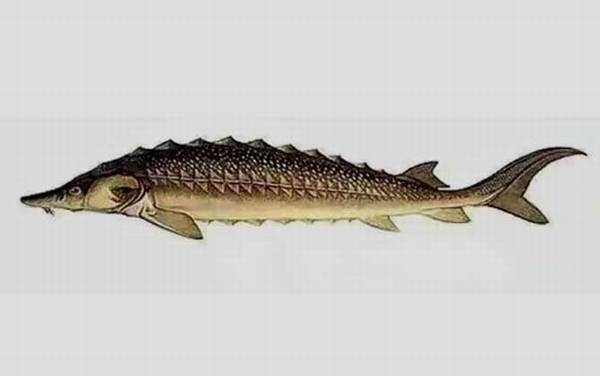 鲟鳇鱼是什么鱼?