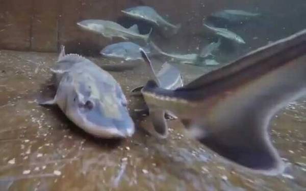 中华鲟价格多少钱一斤?