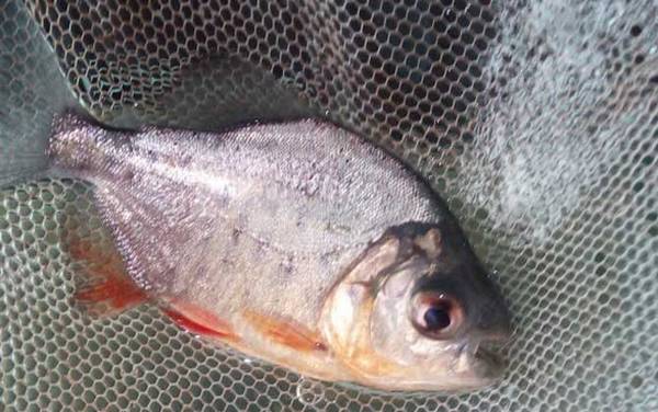 淡水白鲳是什么鱼?