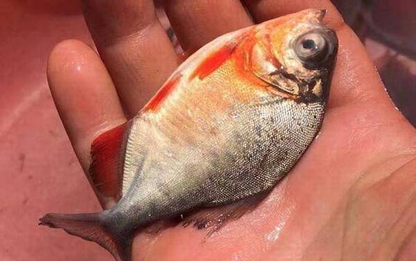 淡水白鲳价格多少钱一斤?