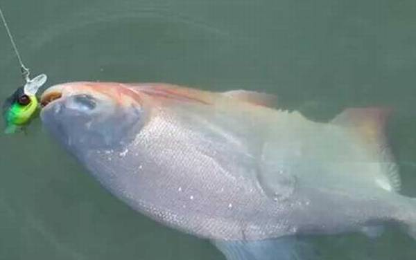淡水白鲳是食人鱼吗?