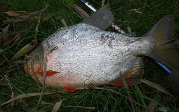 淡水白鲳是食人鱼吗?