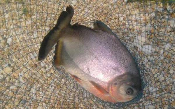 淡水白鲳为什么那么便宜?