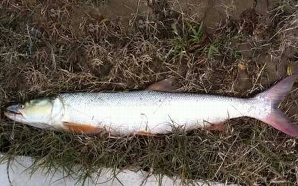 鳡鱼生活在什么水域?