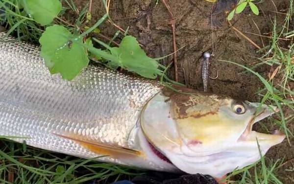 鳡鱼生活在什么水域?