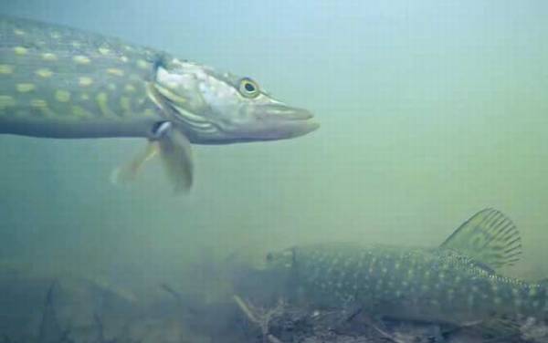 狗鱼吃什么食物?