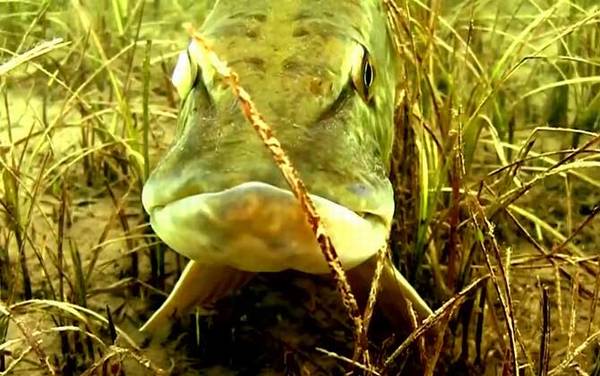 狗鱼吃什么食物?