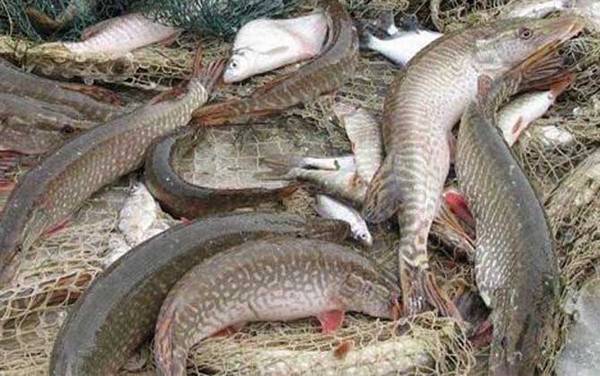 狗鱼价格多少钱一斤?