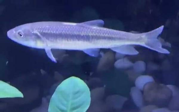 马口鱼是什么鱼?