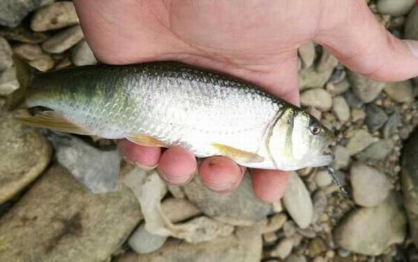 马口鱼是二级保护动物吗?