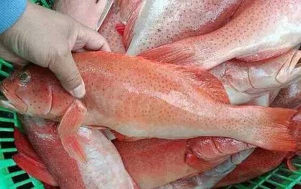 红星石斑鱼是什么鱼?