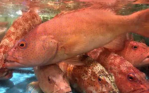 红星石斑鱼是什么鱼?