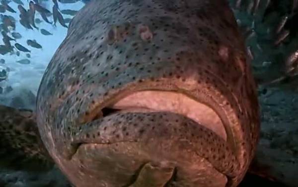巨型石斑鱼是什么鱼?