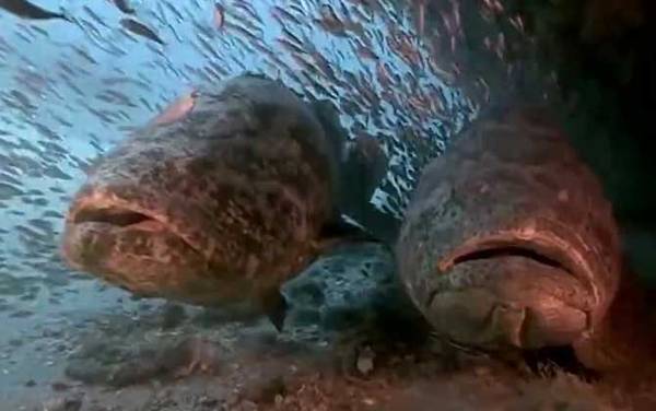 巨型石斑鱼是什么鱼?