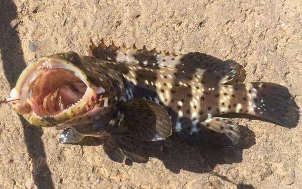 钓石斑鱼犯法吗?