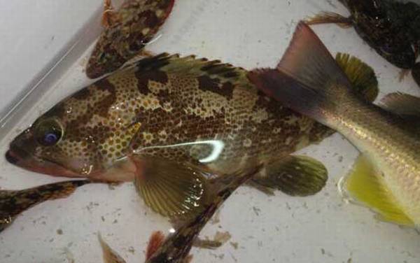 钓石斑鱼犯法吗?