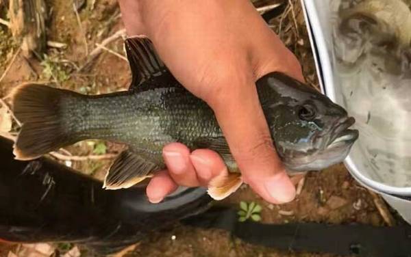 太阳鱼是海鱼还是淡水鱼?