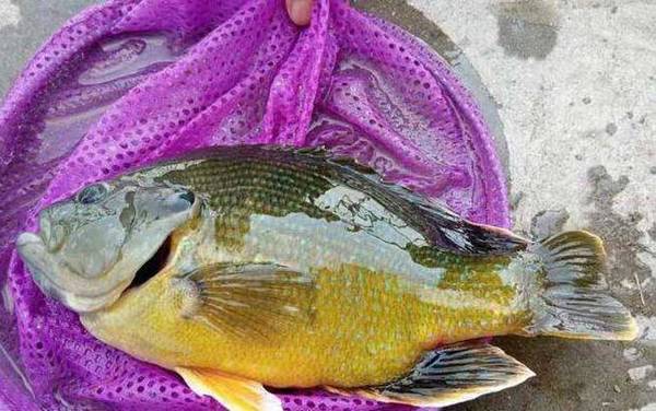 太阳鱼是海鱼还是淡水鱼?